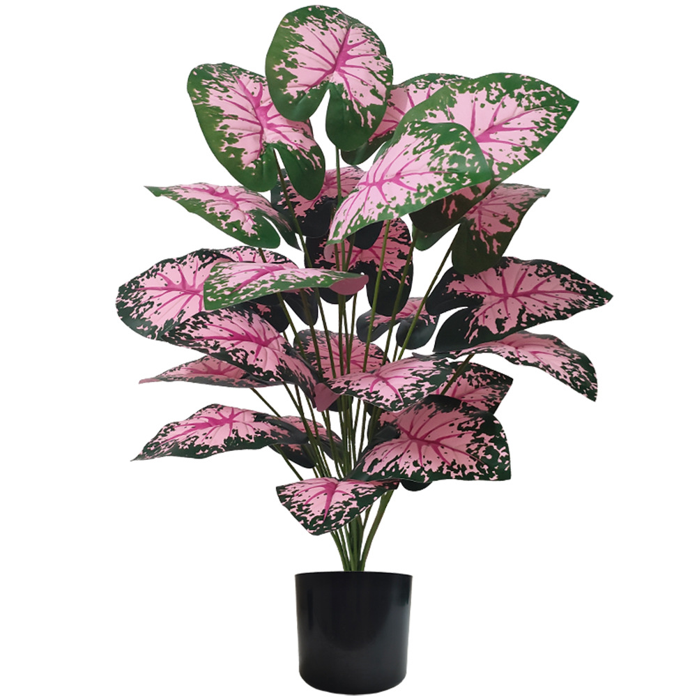 Fiddle Leaf Fig - Plantas en macetas de hojas rosas,