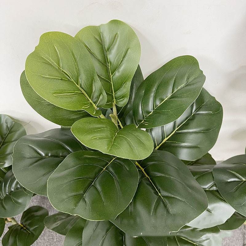 Árbol de Ficus grande de 59 pu - Fiddle Leaf Fig reseña y precio