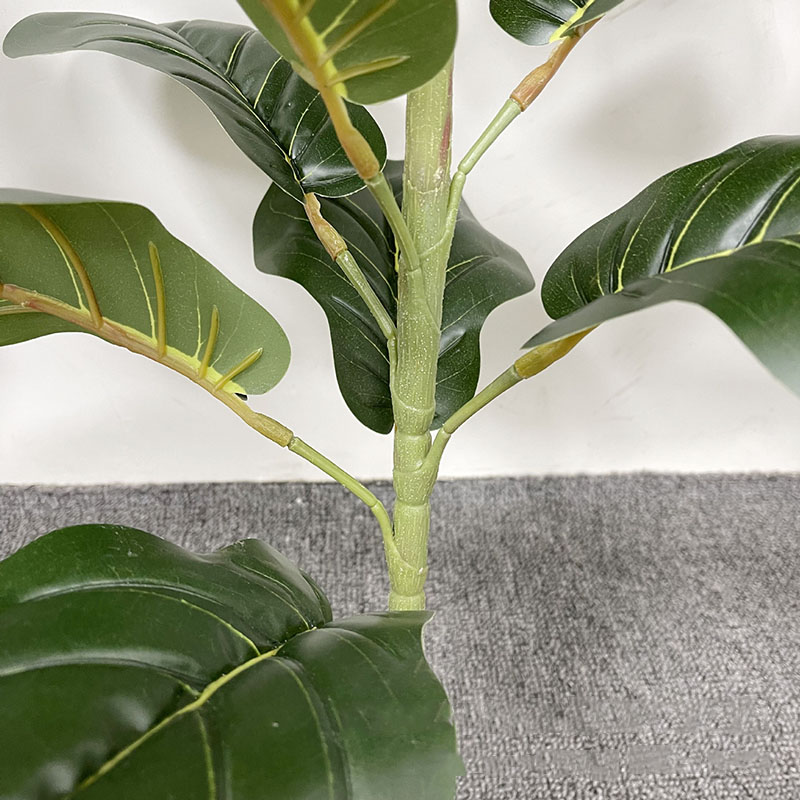 Árbol de Ficus grande de 59 pu - Fiddle Leaf Fig reseña y precio
