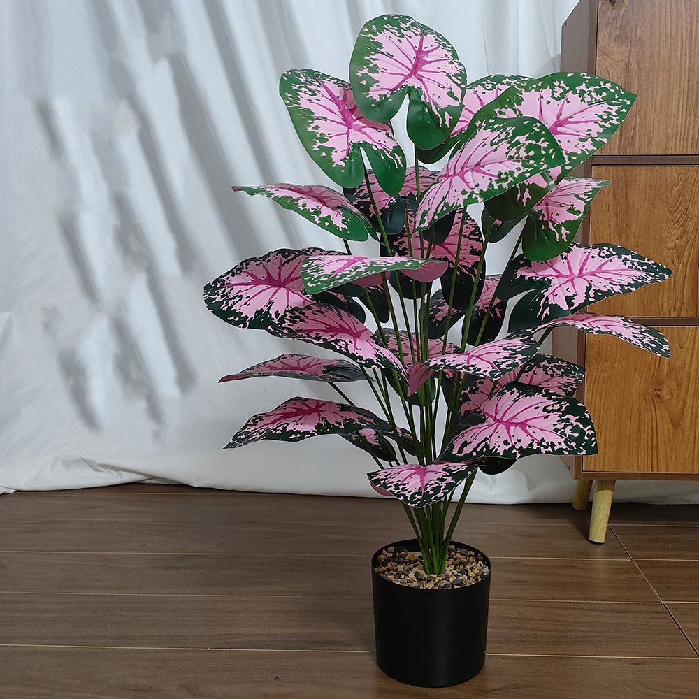 Plantas en macetas de hojas ro - Fiddle Leaf Fig reseña y precio